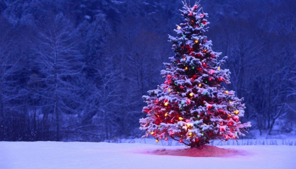 Pildiotsingu christmas tree in snow tulemus